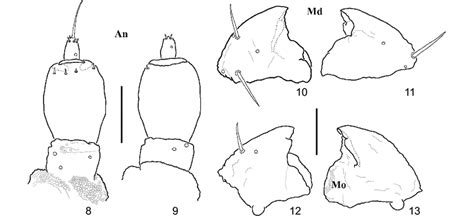 Scotobius Pilularius First Instar Larva 8 Right Antenna Dorsal Download Scientific Diagram