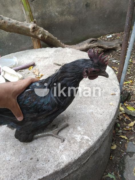 Kadaknath Pair In Dehiwala Ikman