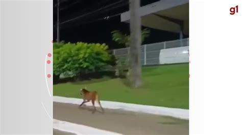 V Deo Lobo Guar Visto Em Avenida De Ji Paran Ro Rond Nia G