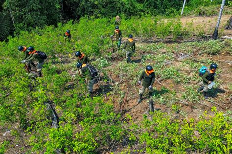 Ministro Romero Más De 11 Mil Hectáreas De Cultivos Ilegales De Hoja De Coca Fueron Erradicadas