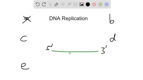 SOLVED:Both strands of DNA are synthesized in the 5^' →3^' direction ...