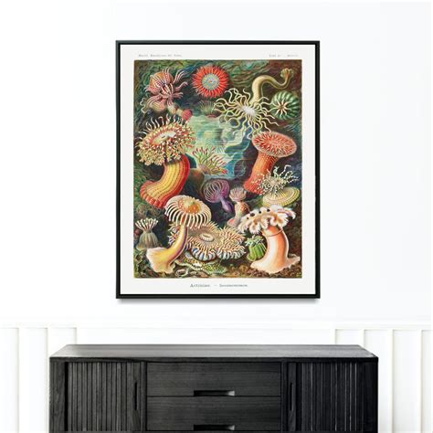 Sea Anemones Art Print By Ernst Haeckel Actiniae Illustration From Art