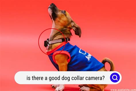 Is There A Good Dog Collar Camera? (2024 Update) - OodleLife®