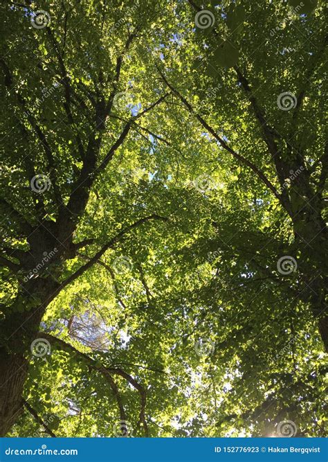 Linden Tree Stock Image Image Of Basswood Green Flowering 152776923