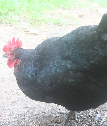 Australorp | beautiful-breeds