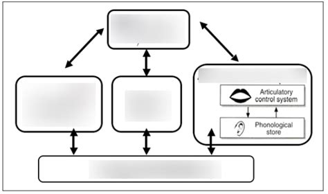 Psychology The Working Memory Model Diagram Quizlet