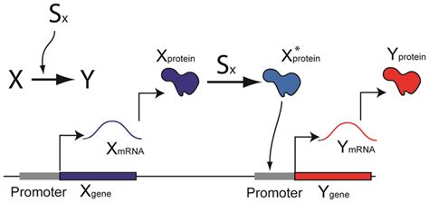 A Schematic Illustration Of Simple Gene Regulation Download