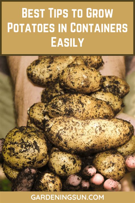 Best Tips To Grow Potatoes In Containers Easily Gardening Sun