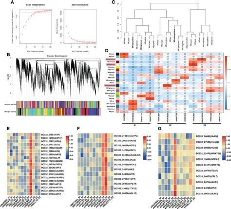 Frontiers Establishment Of In Vitro Regeneration System And Molecular