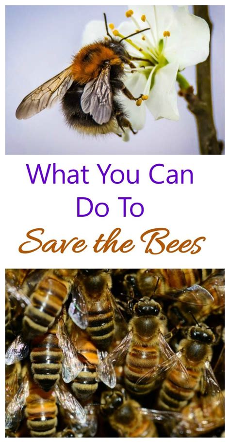 Declining Bee Population How Important Are Bees