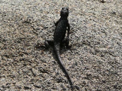 MLeWallpapers.com - Black Lizard