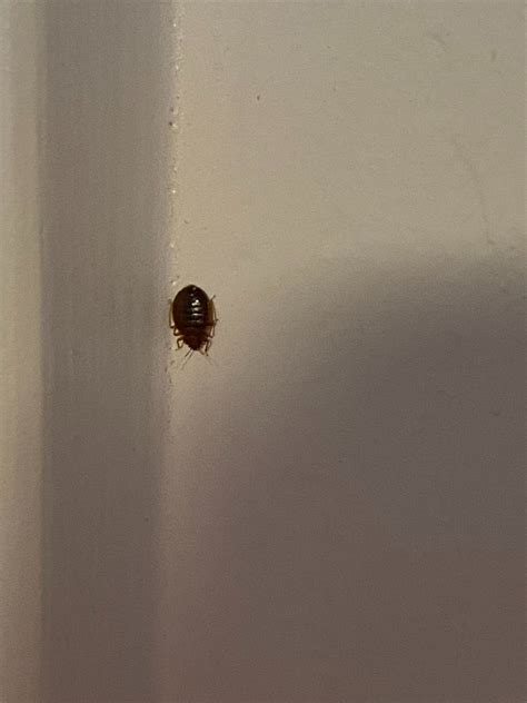 Bed Bug Or Something Else R Bedbugs