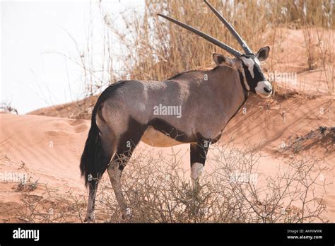 Gemsbok Standing On A Dune In The Kalahari Desert Stock Photo Alamy