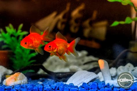 Male Goldfish And Female Goldfish Differences