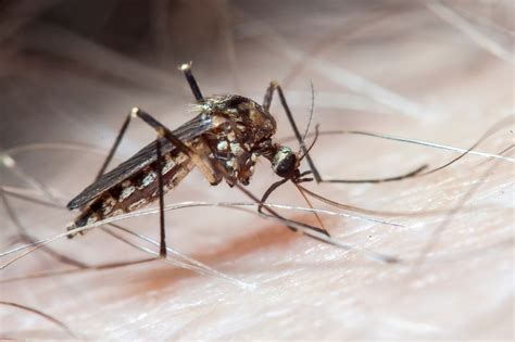 Aedes Aegypti Doenças Transmitidas - 8