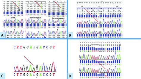 Representative Chromatograms Of Mutationssnps Revealed From Sequences