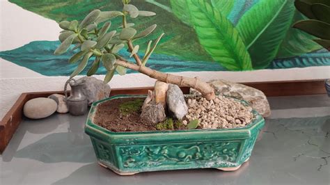 BONSAI CRASSULA OVATA Albero Di Giada Tutorial Semplice Per Tutti