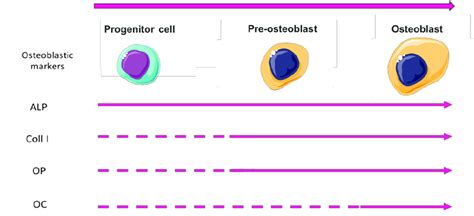 Main markers expressed during the differentiation of the osteoblast ...