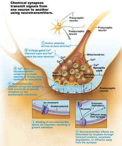 Chapter 8 Synaptic Transmission And Neural Integration Flashcards