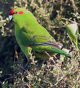 Kakariki » The Parrot Place