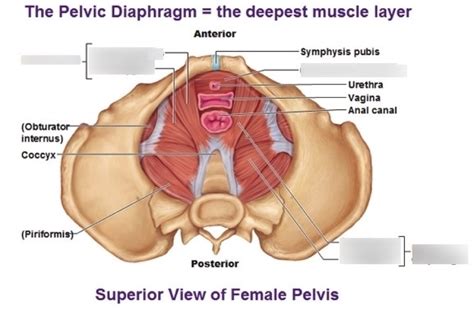 Muscles Of The Pelvic Floor Diagram Quizlet