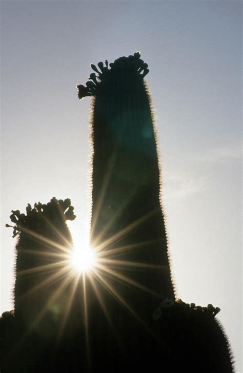 Free Stock Photo of Saguaro cactus silhouette | Download Free Images ...