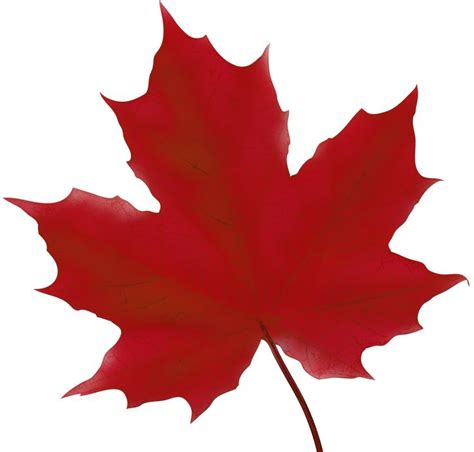 Maple Leaf Red Png Clip Art Image