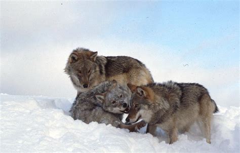 Wolves Russia Wolves Near Chisty Les Biological Station Flickr