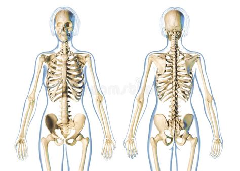 Vues De Face D organes D anatomie De Femme Arrière Et Internes