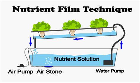 Nft Hydroponics System , Free Transparent Clipart - ClipartKey