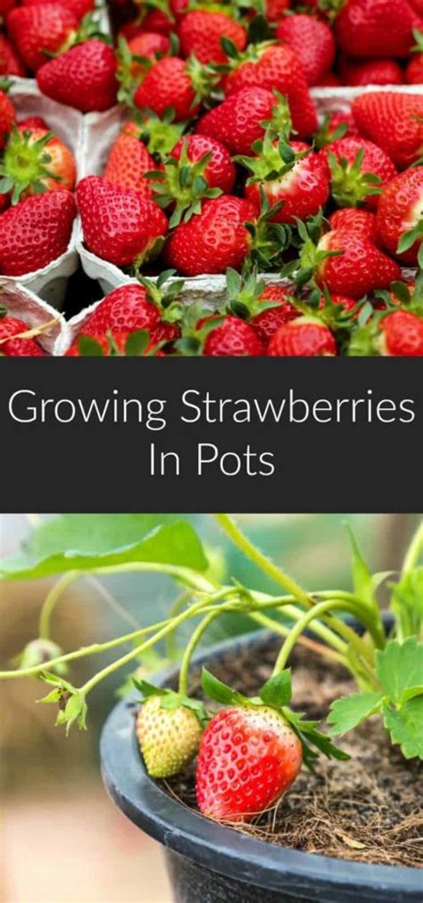 Growing Strawberries In Pots Earth Food And Fire