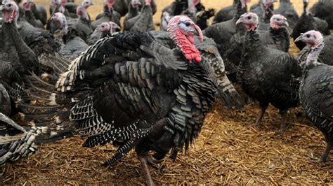 Warnings Of A Big Big Shortage Of Free Range Turkeys As Bird Flu