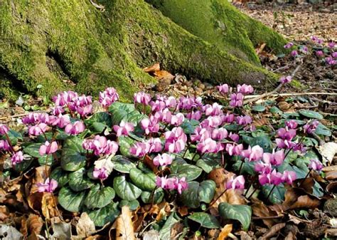 Planter Des Cyclamens Rustiques En Pot Ou En Pleine Terre