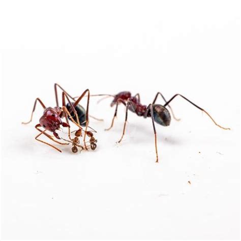 Ant Wars How Native Species Can Win The Battle Over Invasive Pests