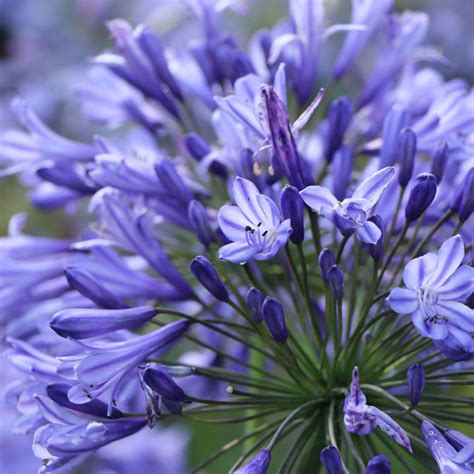 Agapanthus Bulbs & Plants | African Lily