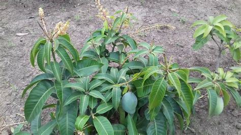 Sour Thai Dwarf Mango Tree Buy Online Now