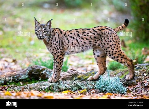 Iberian Lynx Cubs