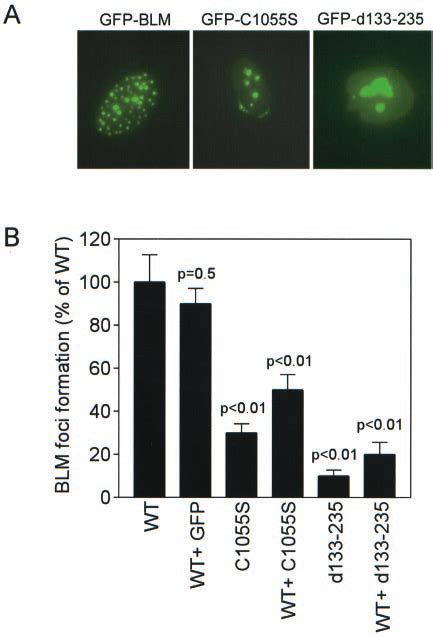 Nuclear Foci Formation Of Blm And Blm Mutants In Nhf Nhf Cells Were