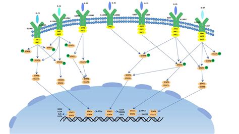 Il 18 Signaling Pathway