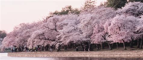 2023 National Cherry Blossom Festival: Guide