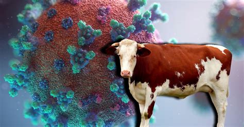 Enfermedad de las vacas locas qué es y puede ser transmitida a