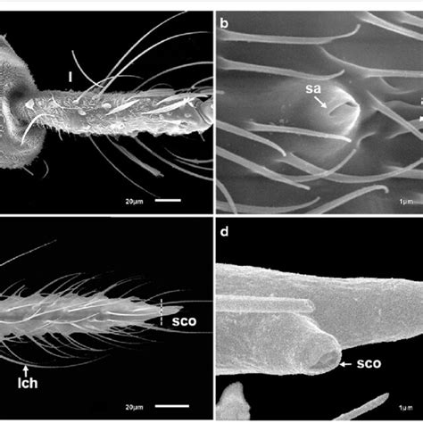 Scanning Electron Micrographs Showing The Various Types Of Sensilla