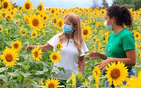 La Ruta del Girasol espera 3 mil visitantes en su última semana en Baranoa