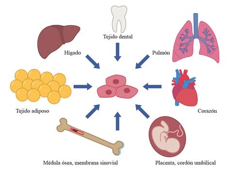 20 Típicos tejidos de los cuales son aisladas células madre