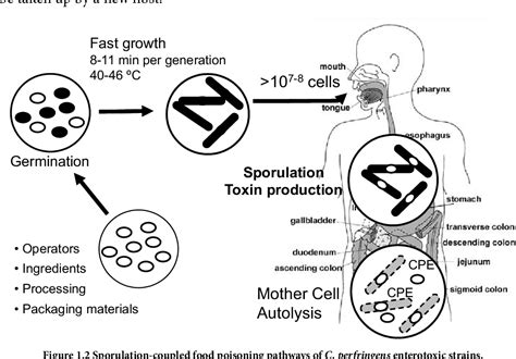 Clostridium Perfringens Endospores