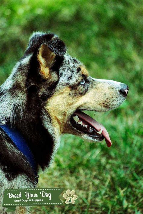 Ausky (aussie/husky) - Stud Dog in NV, the United States | Breed Your Dog