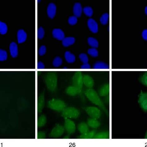 The Biotinylated Internalized Cargo Was Visualized By Confocal