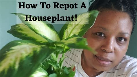 How To Repot A Houseplant Repotting Houseplants Beginners Guide To