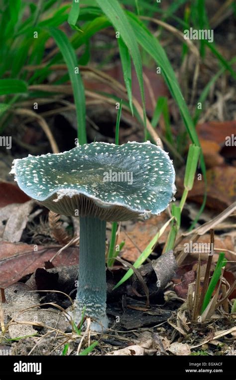 Psilocybe Caerulea Fotos Und Bildmaterial In Hoher Aufl Sung Alamy