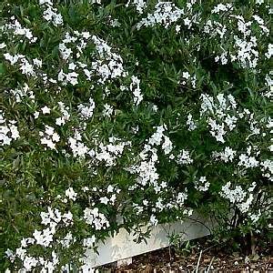 Solanum Laxum Potato Vine Vine S Jasminoides Potato Vines Diy